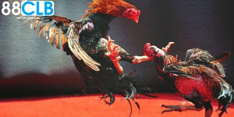 Sảnh cược đá gà duy nhất tại 889CLUB